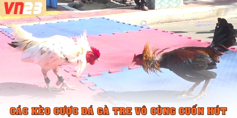 Các kèo cược đá gà tre vô cùng cuốn hút