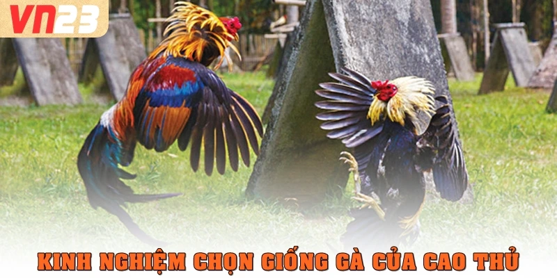 Kinh nghiệm chọn giống gà của cao thủ