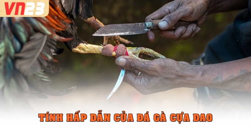 Tính hấp dẫn của đá gà cựa dao