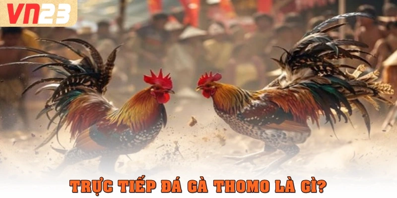 Trực tiếp đá gà Thomo là gì
